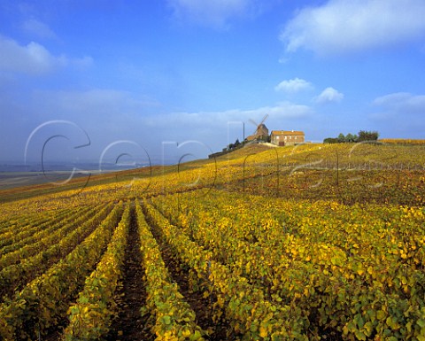 Autumnal Pinot Noir vineyards surround the windmill at Verzenay on the Montagne de Reims Marne France  Champagne
