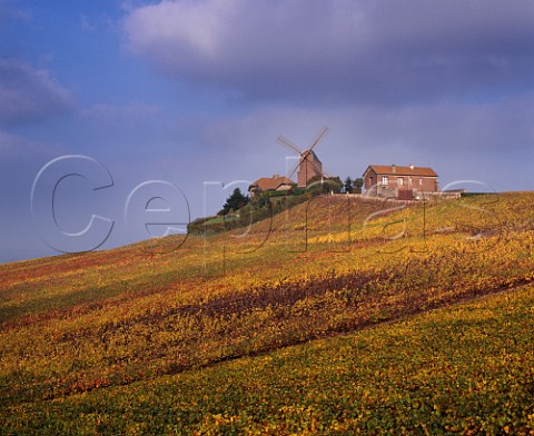 Autumnal Pinot Noir vines surround the windmill at  Verzenay on the Montagne de Reims Marne France  Champagne