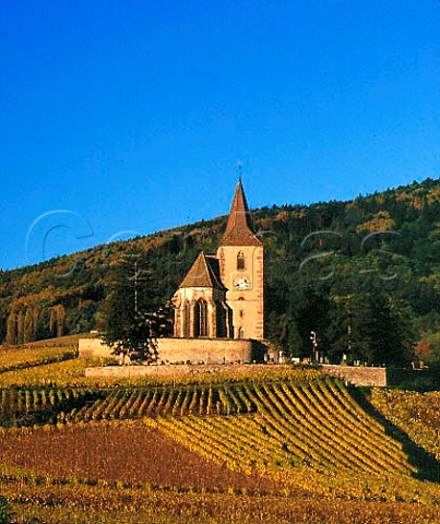The 15thcentury fortified church surrounded by   vineyards at Hunawihr HautRhin France  Alsace