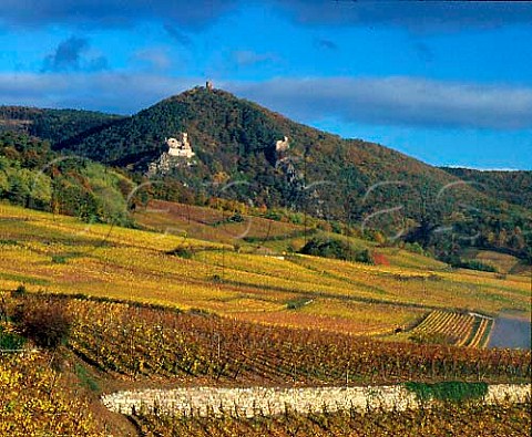 View over vineyards at Hunawihr to the ruins of   three chteaux on the hill above Ribeauvill      HautRhn France  Alsace