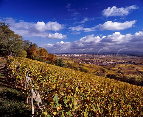 Autumnal vineyard above Wettolsheim with Colmar in the distance HautRhin France Alsace