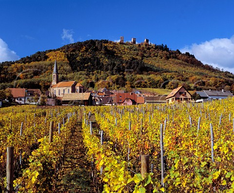 Autumnal vineyard at HusserenlesChteaux with the three ruined chteaux on the hill behind Eguisheim HautRhin France   Alsace