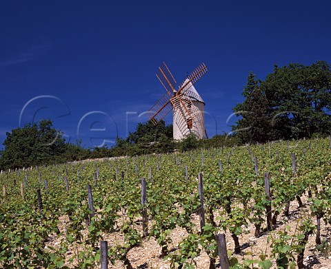 Windmill above Les Gravires vineyard 1er Cru   Santenay Cte dOr France   Cte de Beaune