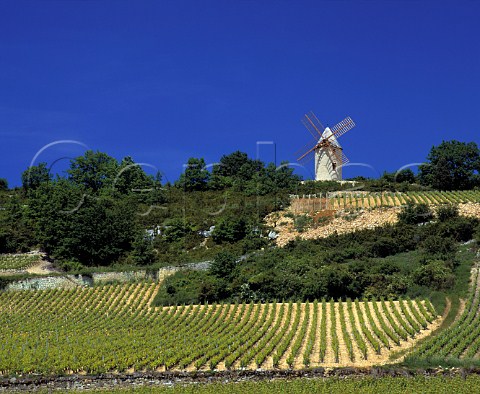 Windmill above Les Gravires vineyard 1er Cru   Santenay Cte dOr France   Cte de Beaune