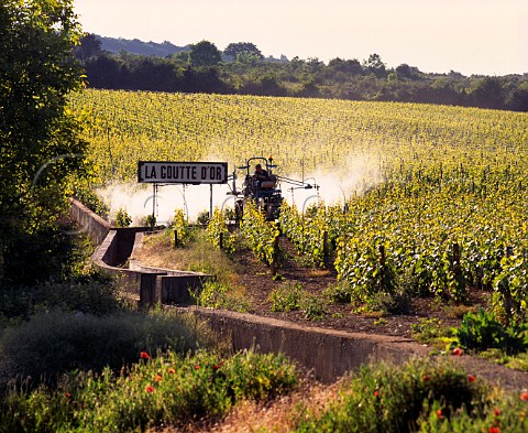 Spraying Chardonnay vines in La Goutte dOr vineyard Meursault Cte dOr France Cte de Beaune Premier Cru