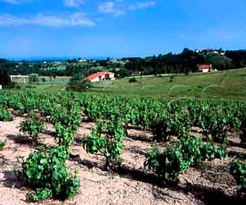 Vineyard at HaonleVieux Loire France   Cte Roannaise