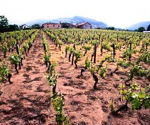 Vineyard at Renaison Loire France   Cte Roannaise