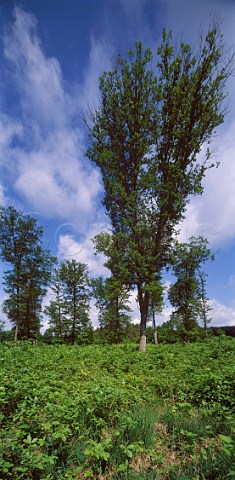 Oak trees in the Tronais Forest  a prime source of   timber for making wine barrels      Allier France
