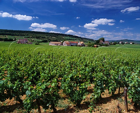 Abbaye de Morgeot viewed over its vineyard ChassagneMontrachet Cte dOr France    Cte de Beaune Premier Cru