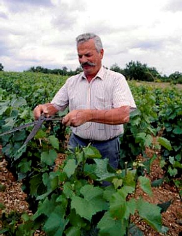 Robert JayerGilles hedging his vines in early   summer This vineyard is at Corgoloin on the Cote de   Nuits His cellars are at MagnylesVillers an   Hautes Cotes de Nuits village