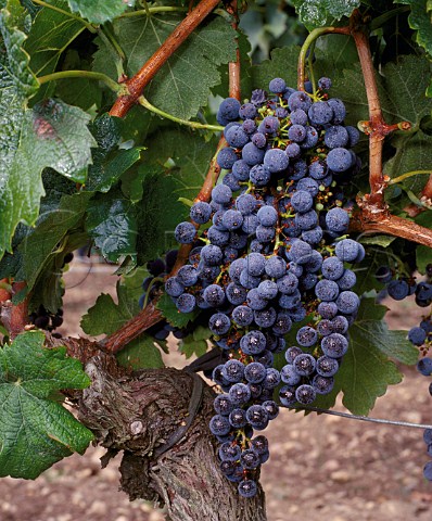Merlot grapes on the vine Pomerol Gironde France  Pomerol  Bordeaux