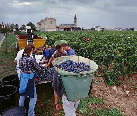 Sorting Merlot grapes in vineyard at  Tropchaud Pomerol Gironde France  Pomerol  Bordeaux