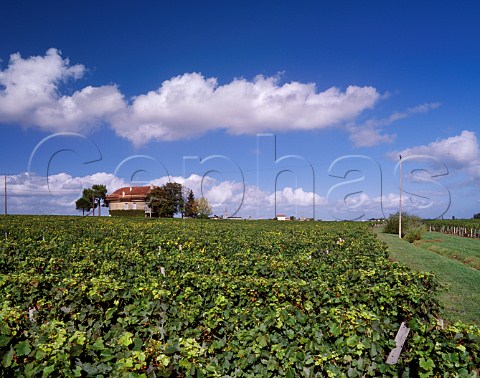 Chteau le Pin the old previous building and its Merlot vineyard Pomerol   Gironde France  Pomerol  Bordeaux