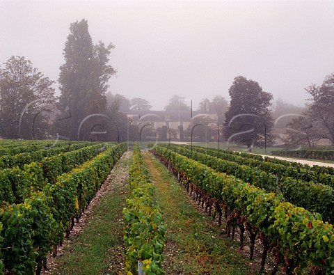 Chteau Suduiraut on a misty harvest time morning   Preignac Gironde France Sauternes  Bordeaux