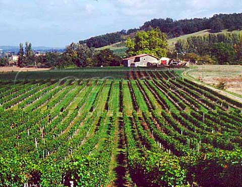 Vineyards at Bossugan Gironde France   EntreDeuxMers  Bordeaux