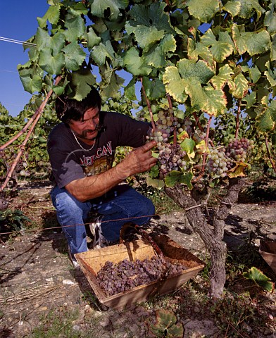 Harvesting botrytised Semillon grapes in vineyard of   Chteau dYquem Sauternes Gironde France       Sauternes  Bordeaux
