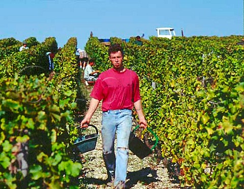 Harvesting botrytised Semillon grapes in vineyard of   Chteau dArche Sauternes Gironde France   Sauternes  Bordeaux