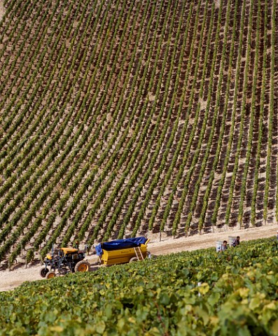 Harvesting Chardonnay grapes in the Valmur vineyard of Guy Robin with Grenouilles vineyard beyond  Chablis Yonne France Chablis Grand Cru