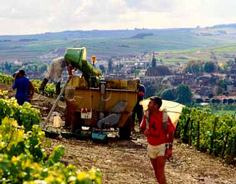 Harvesting in Valmur vineyard of Guy Robin above the   town of Chablis Chablis Yonne France Chablis   Grand Cru