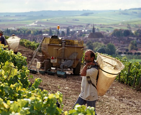 Harvesting Chardonnay grapes in Valmur vineyard of Guy Robin above the town of Chablis Yonne France Chablis Grand Cru