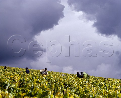 Harvesting Chardonnay grapes in Valmur vineyard of Guy Robin Chablis Yonne France Chablis Grand Cru