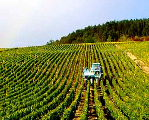 Machine harvesting in Les Clos vineyard of Domaine   Moreau Chablis Yonne France   Chablis Grand Cru
