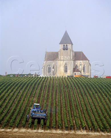 Machine harvesting on a misty October morning in vineyard of Domaine SteClaire JeanMarc Brocard by the church at Prhy Yonne France   Chablis