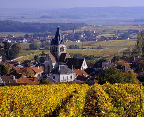 Autumnal vineyard above VilleDommange on the   Montagne de Reims Marne France  Champagne