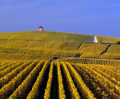 Autumnal vineyards of Mot et Chandon near to their Chteau de Saran at Cramant Marne France   Cte des Blancs  Champagne