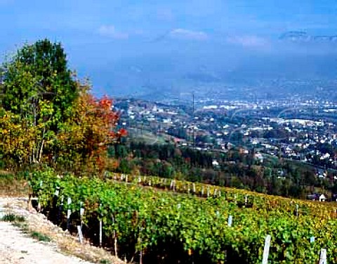 Vineyards above Apremont with Chambery in the   distance  Savoie France AC Vin de SavoieApremont