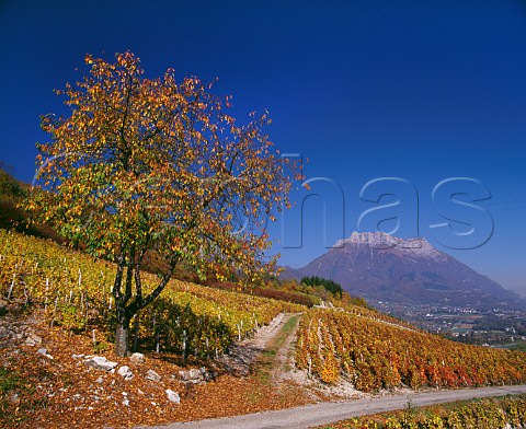 Autumnal vineyard on the slopes of the Isre Valley above Cruet with the Dent dArclusaz in distance Cruet Savoie France Vin de SavoieCruet