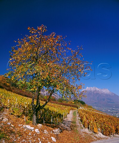 Autumnal vineyard on the slopes of the Isre Valley above Cruet with the Dent dArclusaz in distance Cruet Savoie France Vin de SavoieCruet