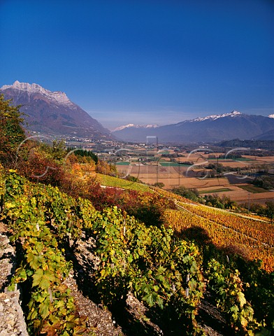 Autumnal vineyards above the Isre Valley   with Dent dArclusaz  beyond Cruet Savoie France   Vin de SavoieCruet