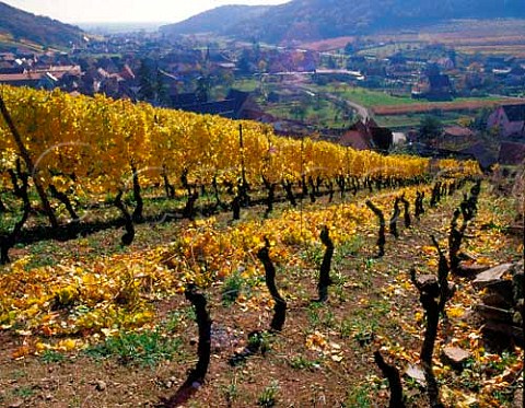 Newly pruned vines in the Grand Cru Zinnkoepfl   vineyard above Westhalten HautRhin France    Alsace