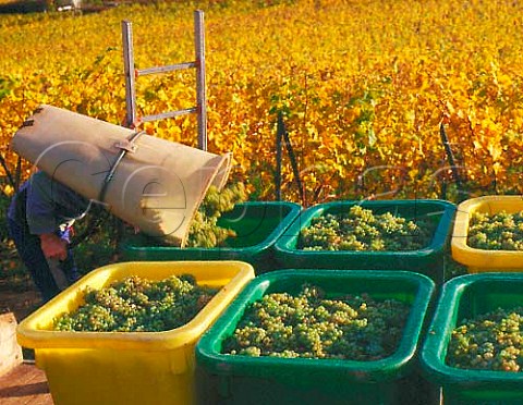 Harvesting Riesling grapes of Marcel Lipp in early   November in the Grand Cru Pfersigberg vineyard   Eguisheim HautRhin France  Alsace
