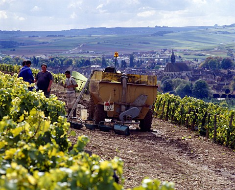 Harvesting in Valmur vineyard of Guy Robin above the   town of Chablis   Chablis Yonne France Chablis Grand Cru 