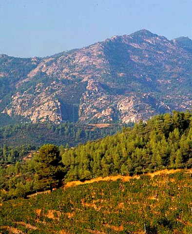 Vineyards of Domaine Carras with Mount Meliton   beyond Sithonia Halkidiki Greece