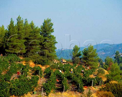 Harvesting Cabernet Sauvignon grapes in vineyard of   Domaine Porto Carras Sithonia Halkidiki Greece