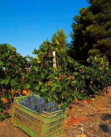 Harvested Cabernet Sauvignon grapes in vineyard of   Domaine Porto Carras Sithonia Halkidiki Greece