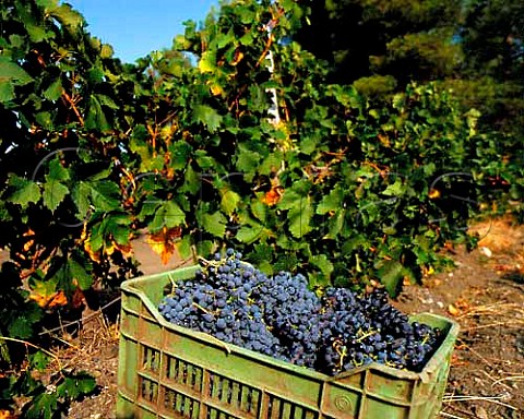 Crate of harvested Cabernet Sauvignon grapes in   vineyard of Domaine Porto Carras Sithonia   Halkidiki Greece
