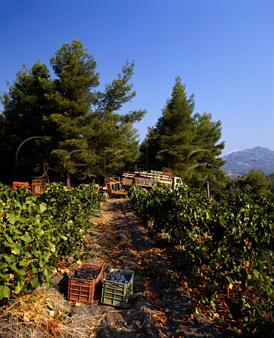 Harvested Cabernet Sauvignon grapes in vineyard of   Domaine Porto Carras   Sithonia Halkidiki Greece