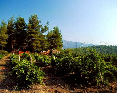 Harvest time in vineyard of Domaine Porto Carras   Sithonia Halkidiki Greece