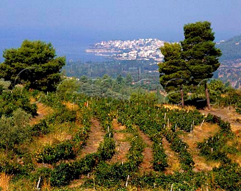 Vineyards of Domaine Porto Carras with the village   of Neos Marmaras and the Aegean sea beyond   Sithonia Halkidiki Greece