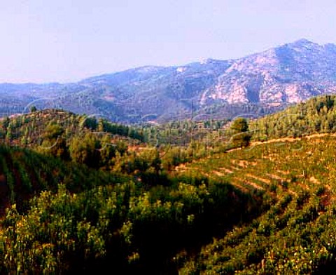 Vineyards of Domaine Porto Carras with Mount Meliton   beyond          Sithonia Halkidiki Greece