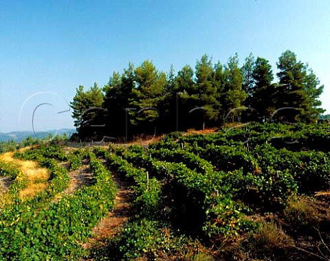 Vineyard of Domaine Porto Carras   Sithonia Halkidiki Greece