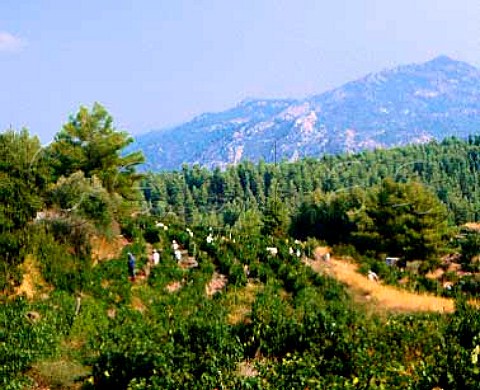 Harvesting Cabernet Sauvignon in the vineyards of   Domaine Porto Carras on the slopes of Mount Meliton   Sithonia Halkidiki Greece