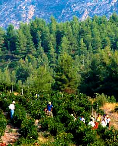 Harvesting Cabernet Sauvignon in the vineyards of   Domaine Porto Carras on the slopes of Mount Meliton   Sithonia Halkidiki Greece