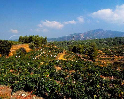 Harvesting Cabernet Sauvignon grapes in vineyard of   Domaine Porto Carras on the slopes of Mount Meliton   Sithonia Halkidiki Greece