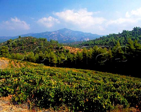 Vineyards of Domaine Porto Carras on the slopes of   Mount Meliton Sithonia Halkidiki Greece