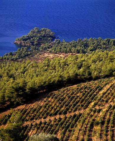 Vineyards of Domaine Porto Carras above the   Aegean Sea        Sithonia Halkidiki Greece